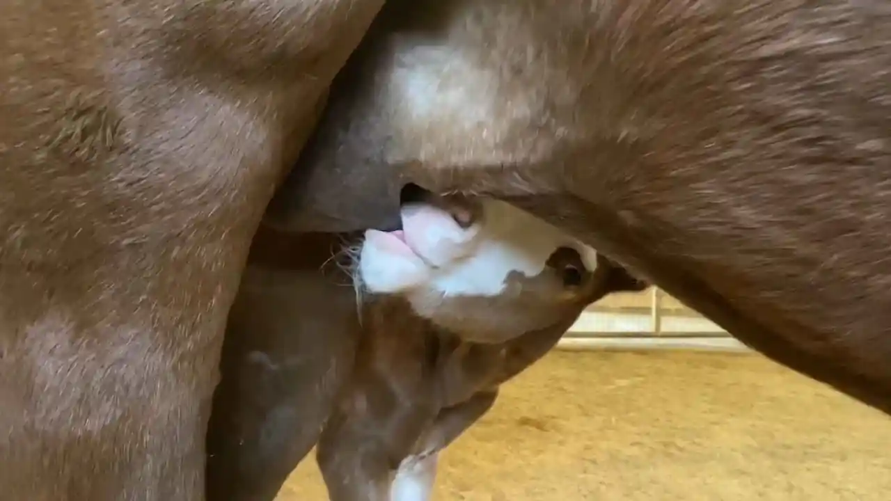 Potro recién nacido mamando del pecho de su madre