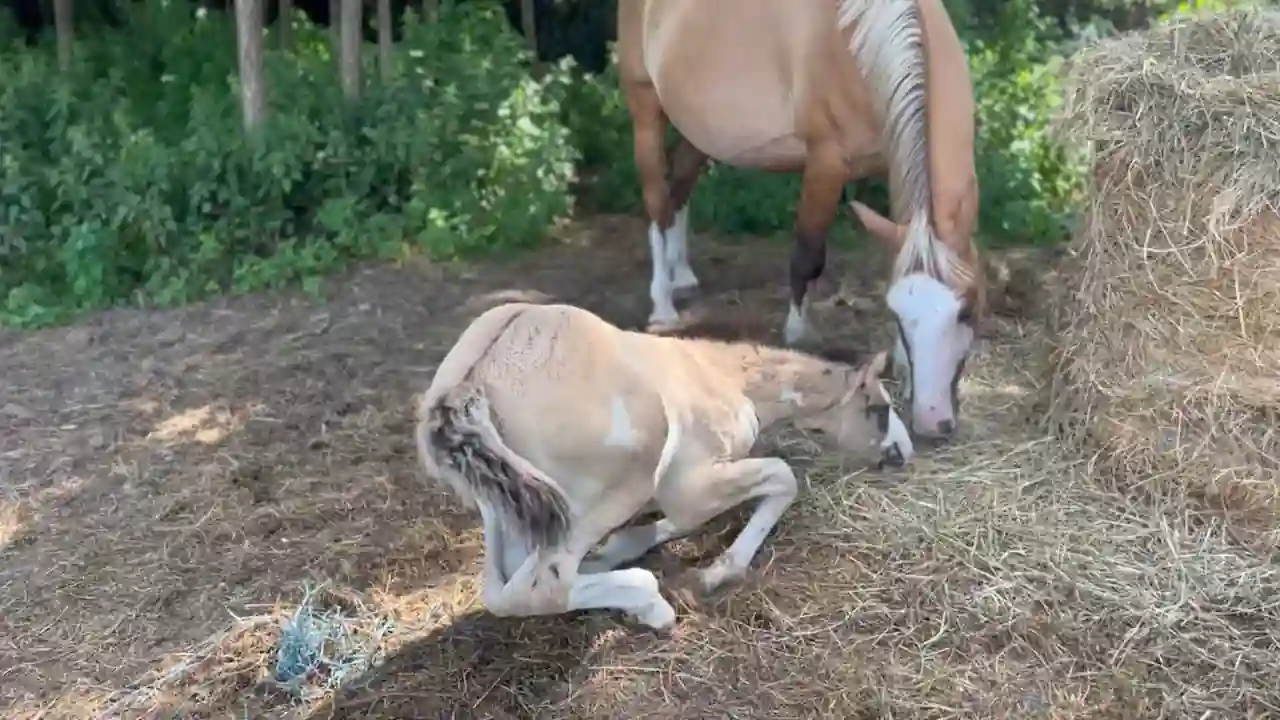 Un potro con bajo peso se prepara para ponerse de pie con dificultad.