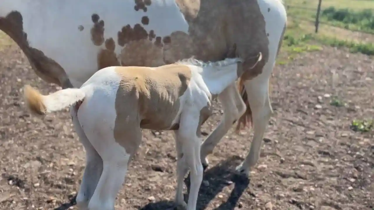 Un potro blanco y marrón mamando del pecho de su madre.