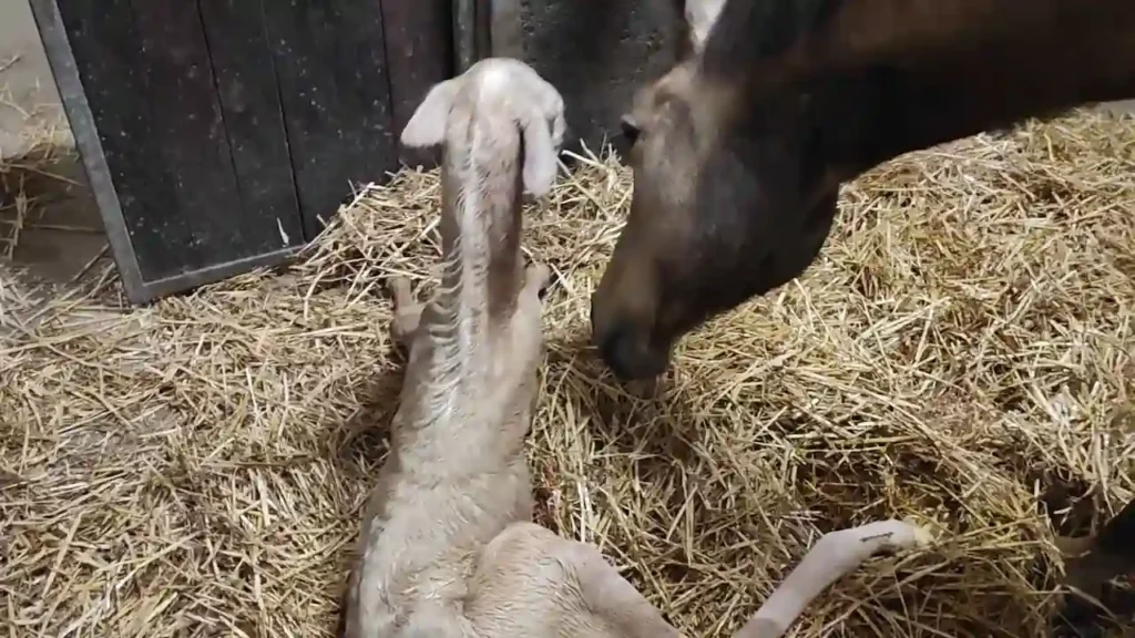 Un potro débil preparándose para ponerse de pie en sus primeros momentos después del nacimiento.