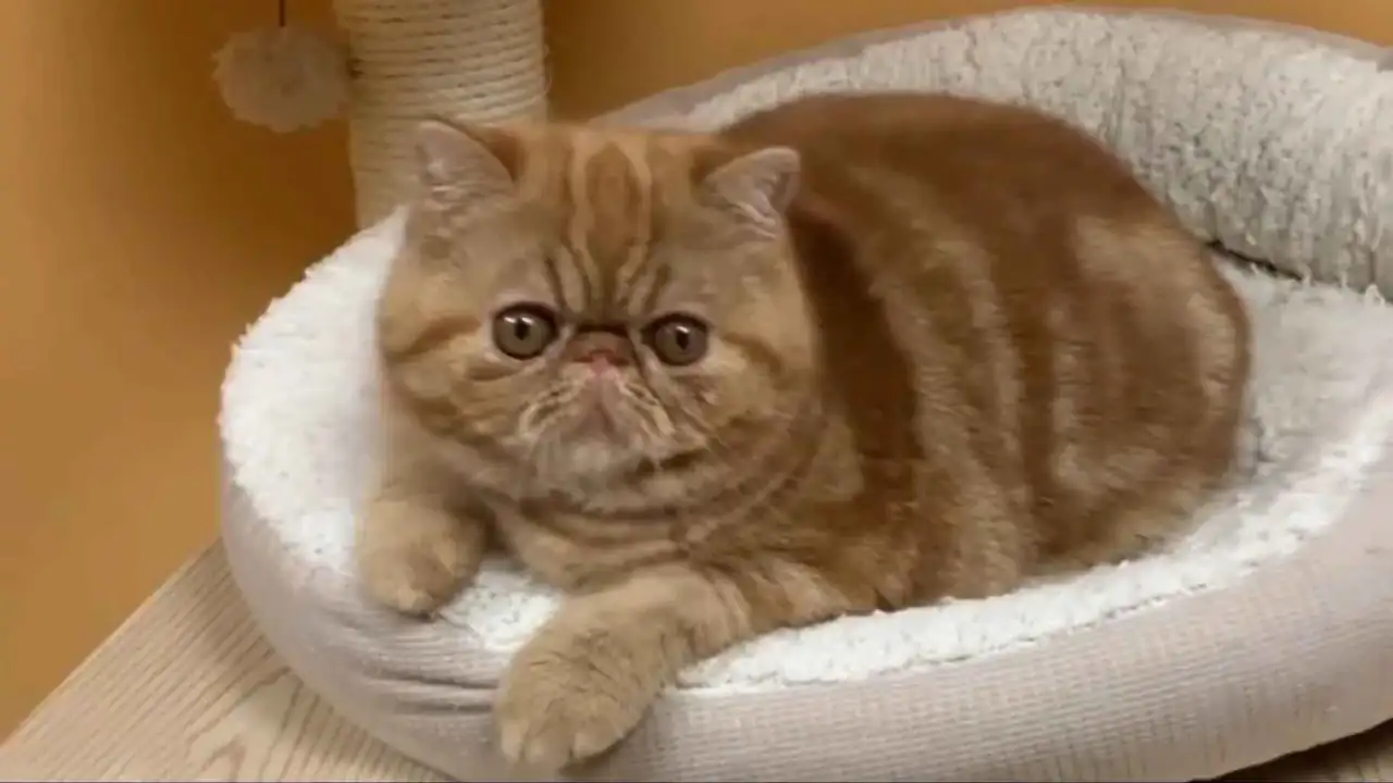 Gato persa de color marrón oscuro con cabeza deformada.