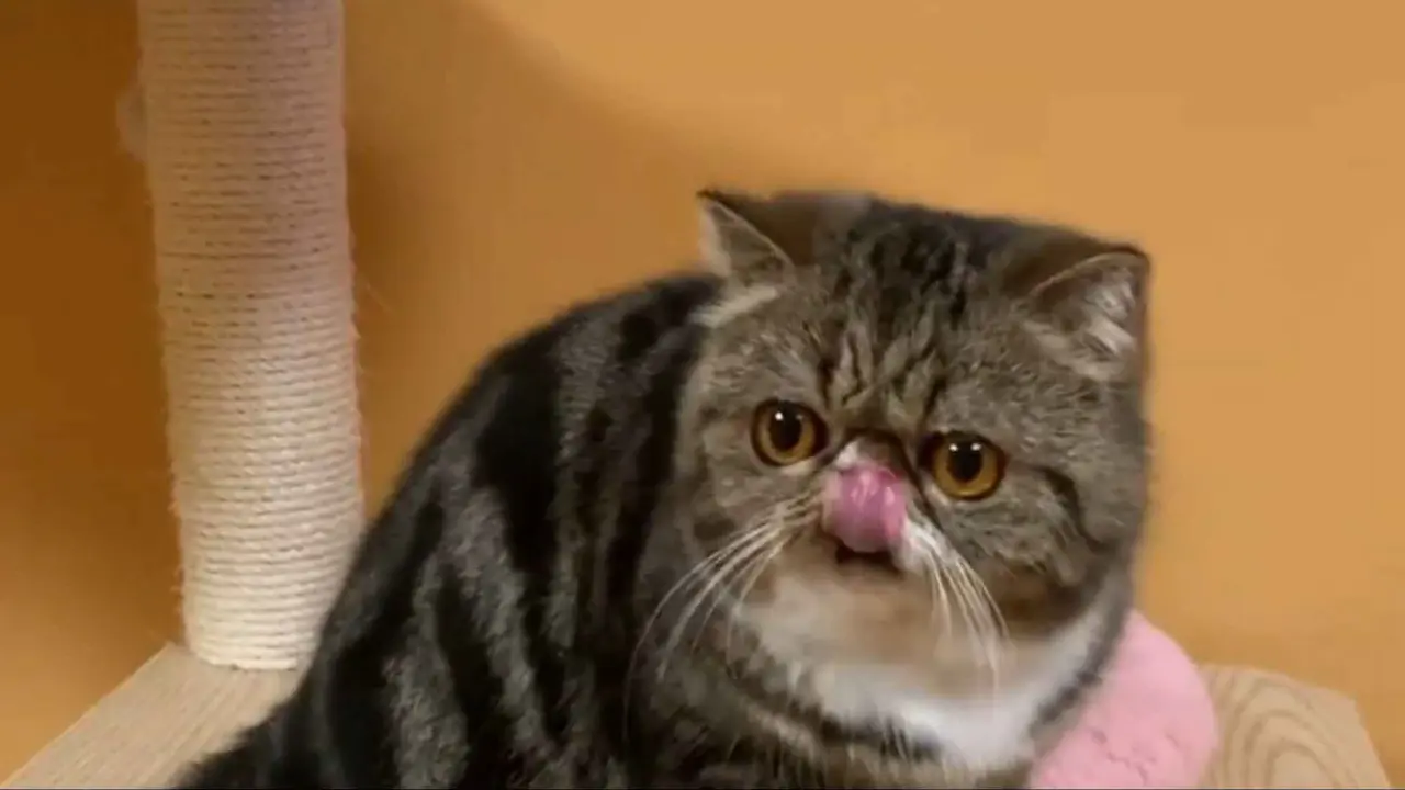 Un gato persa moteado con nariz chata.