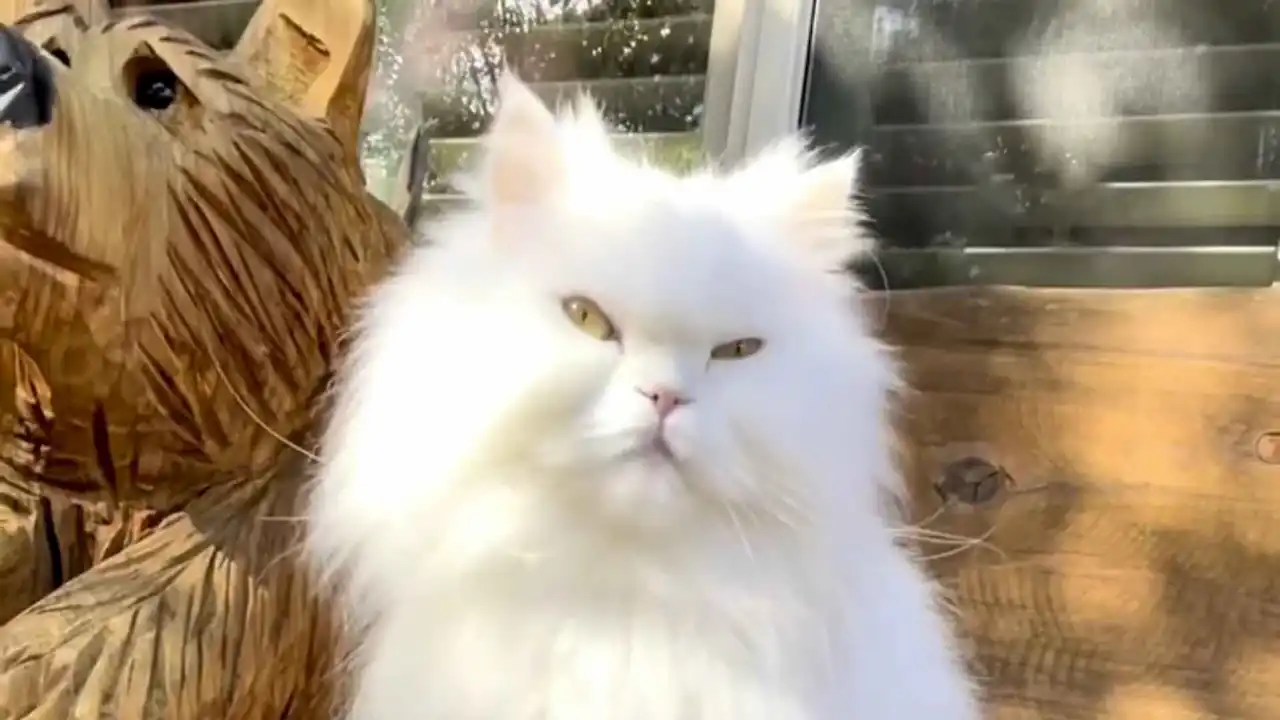 Gato persa blanco con cabeza plana y ojos de forma asiática.