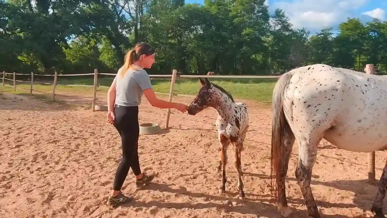 El dueño de un caballo toca a un potro recién nacido moteado.