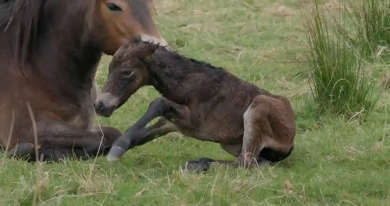 Potro con bajo peso al lado de su madre
