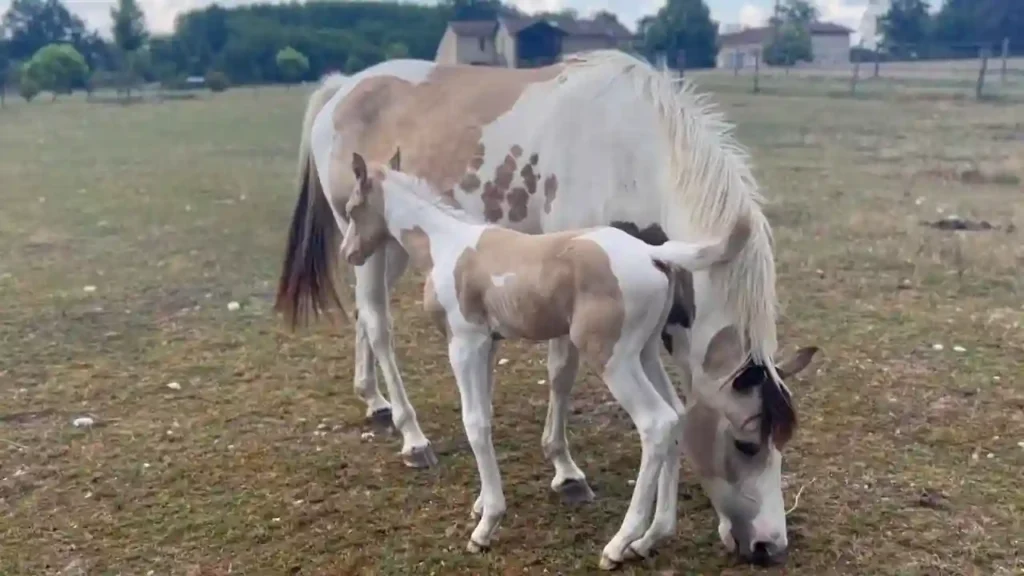 Un potro sano de color blanco y marrón junto a su madre.