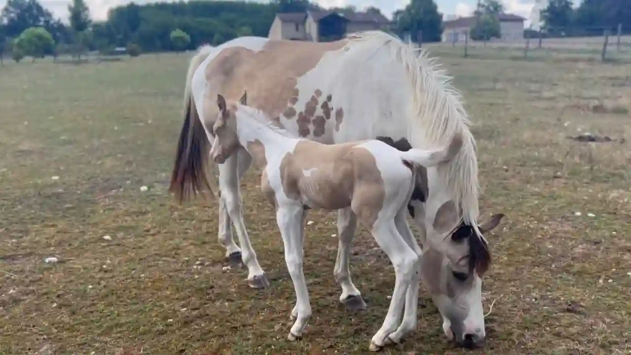 Un potro sano de color blanco y marrón junto a su madre.