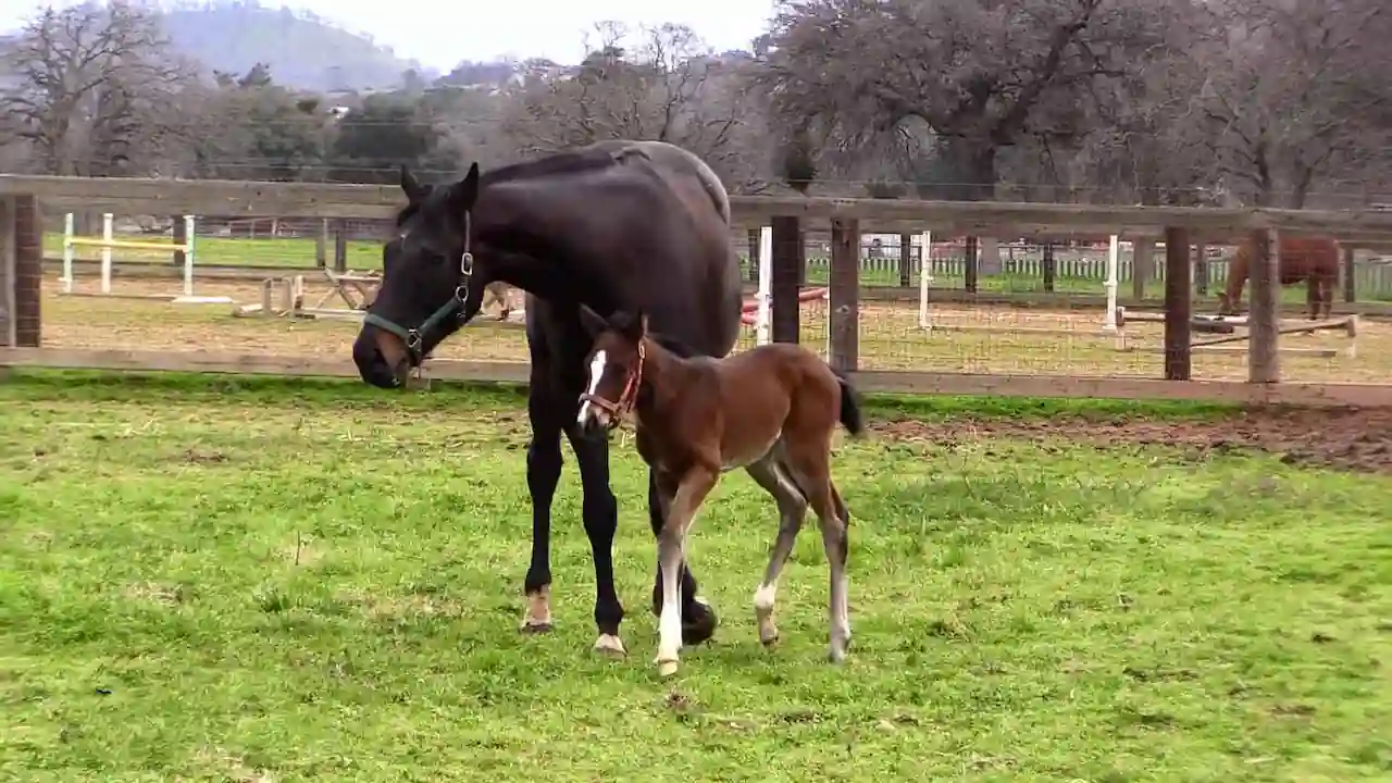 Potro rojo bajo de peso con su madre.