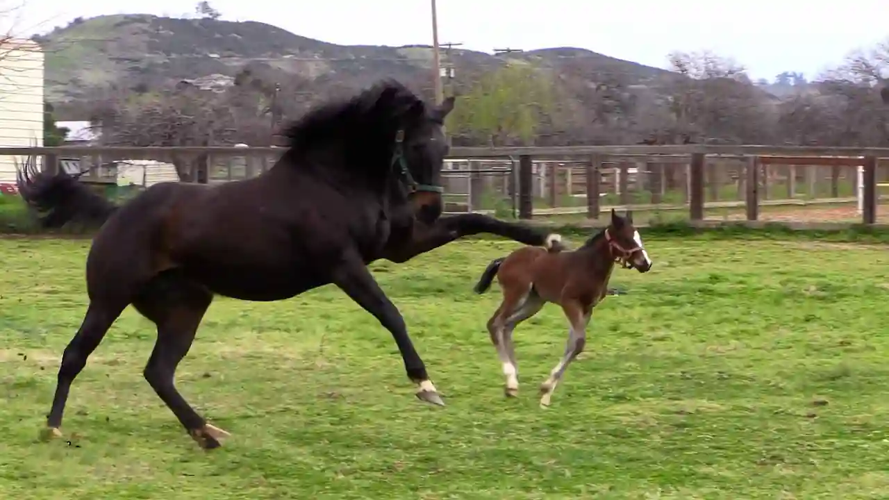 Un potro sano corre con su madre.