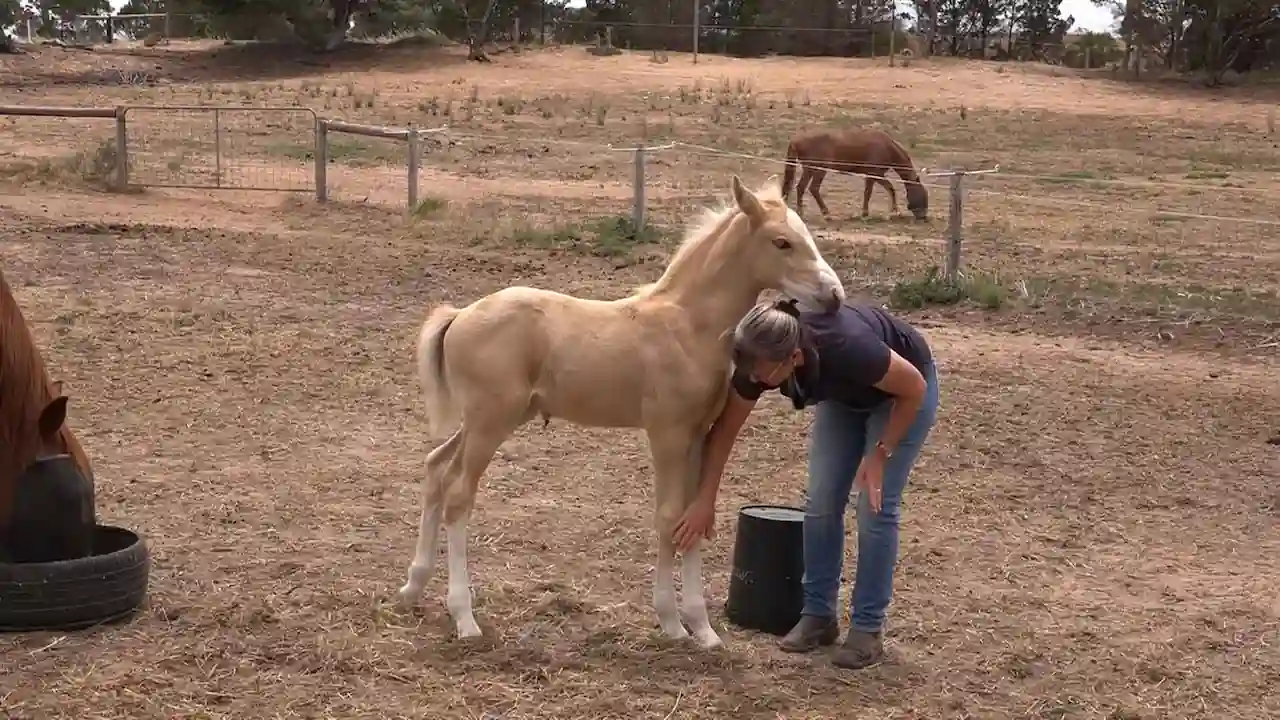 Un dueño de caballo cuida a un potro recién nacido.