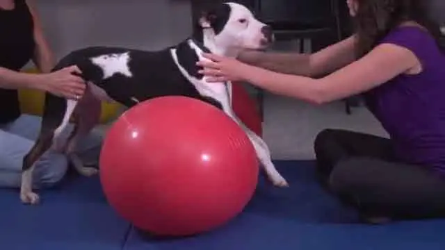 Ejercicios pasivos y activos para la rehabilitación de fracturas de extremidades traseras en perros