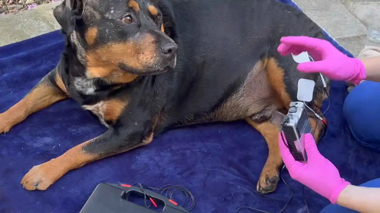 Electroterapia para estimular la consolidación ósea en perros