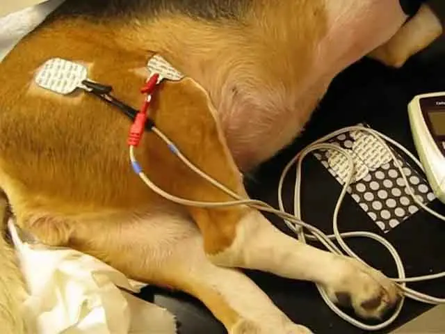 Estimulación Eléctrica Neuromuscular para Perros Tras Cirugía de Fractura de fémur