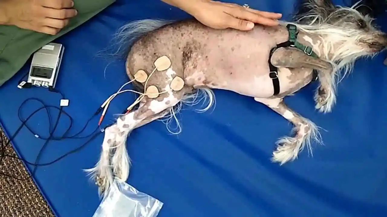 Estrategias de terapia de estimulación eléctrica para perros pequeños Estrategias de terapia de estimulación eléctrica para perros pequeños