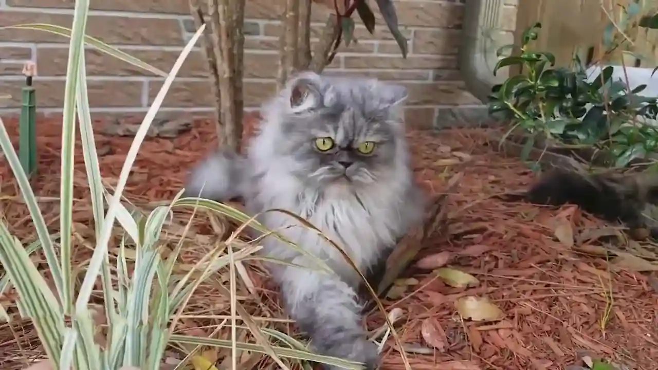 Evaluación del prurito facial en gatos persas con dermatitis seborréica La mirada siniestra en la cara de los gatos persas