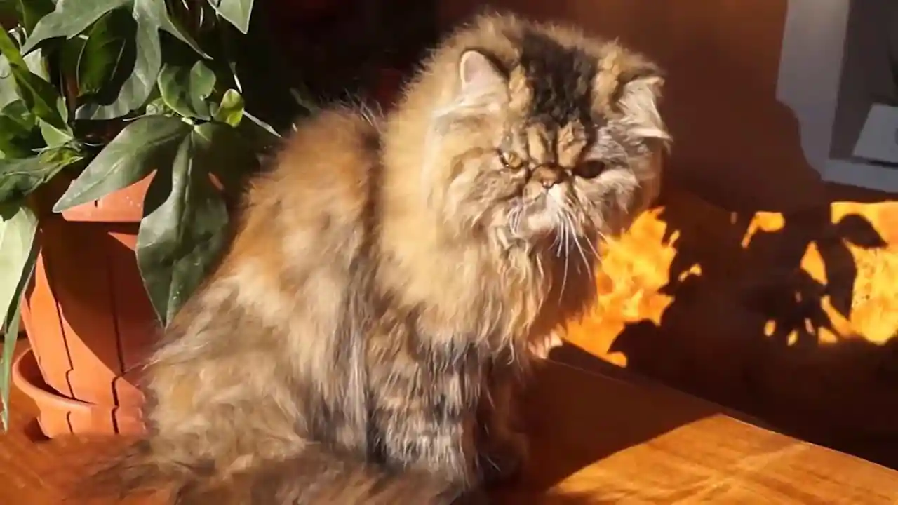 Evaluación del prurito facial en gatos persas con dermatitis seborréica Dermatitis e infección de caspa en gatos persas