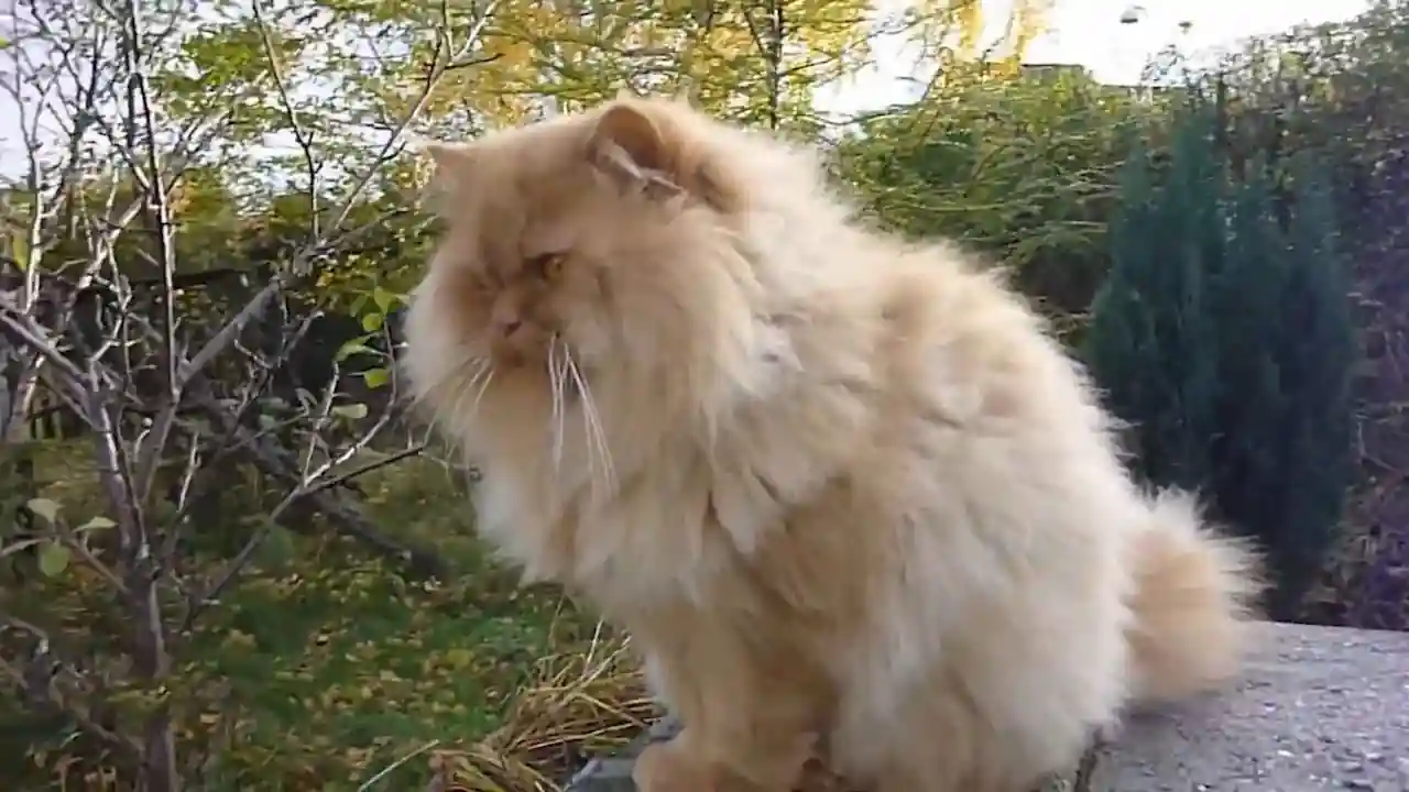 Evaluación del prurito facial en gatos persas con dermatitis seborréica Densidad del pelo y dermatitis en gatos persas