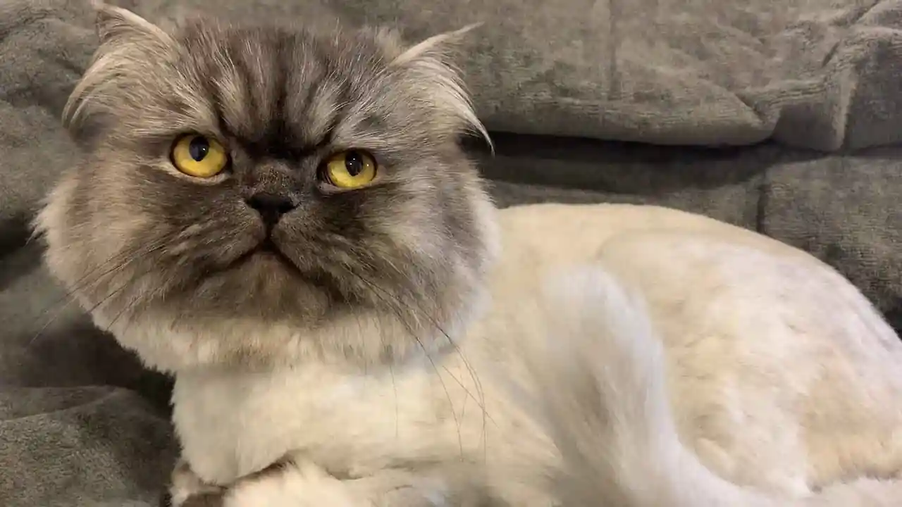 Evaluación del prurito facial en gatos persas con dermatitis seborréica Tipos de deformidades faciales en los gatos persas