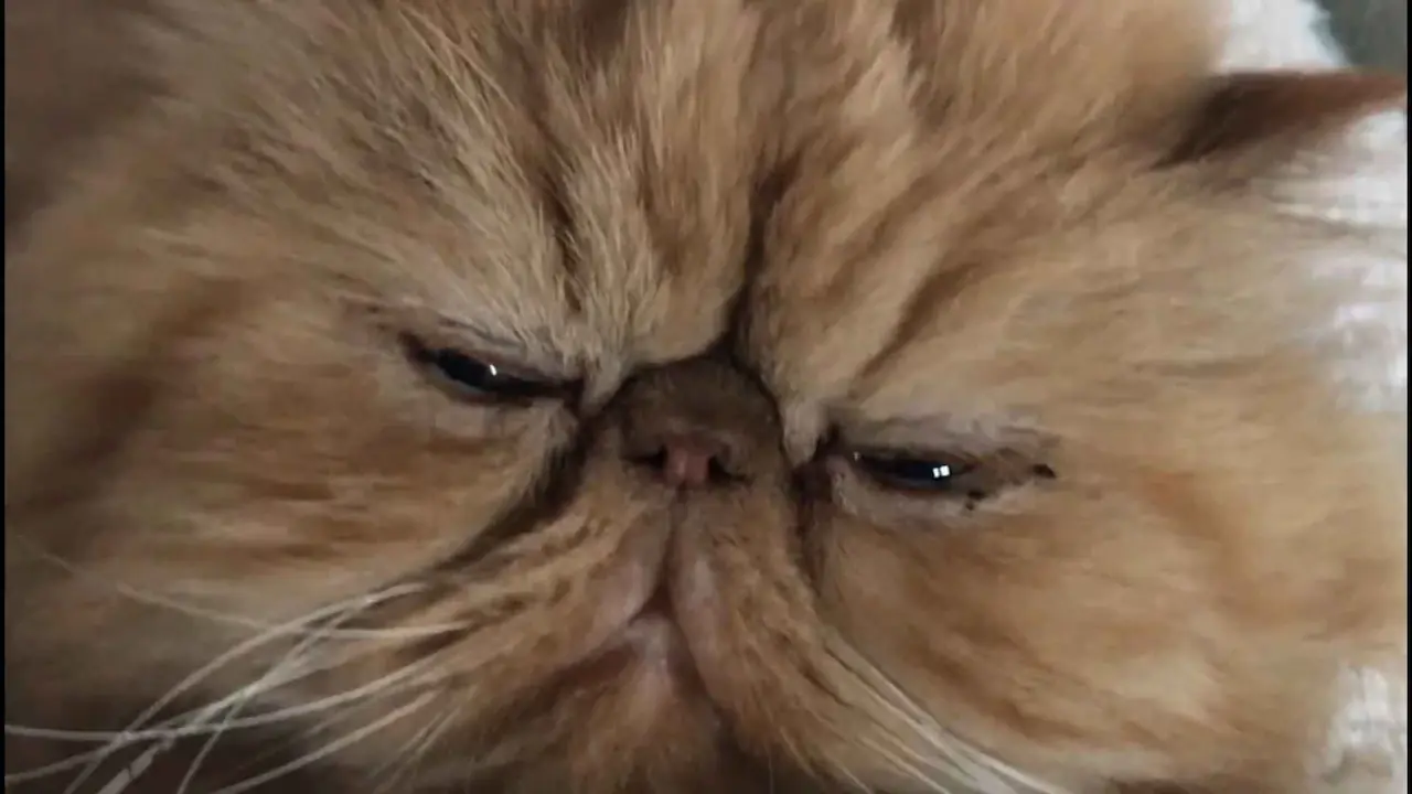 Evaluación del prurito facial en gatos persas con dermatitis seborréica Deformidad facial en gatos persas