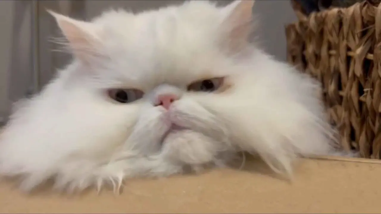 Evaluación del prurito facial en gatos persas con dermatitis seborréica La cara fea de los gatos persas