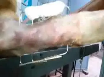 Fémur fracturado de perro fijado externamente con clavos intramedulares.