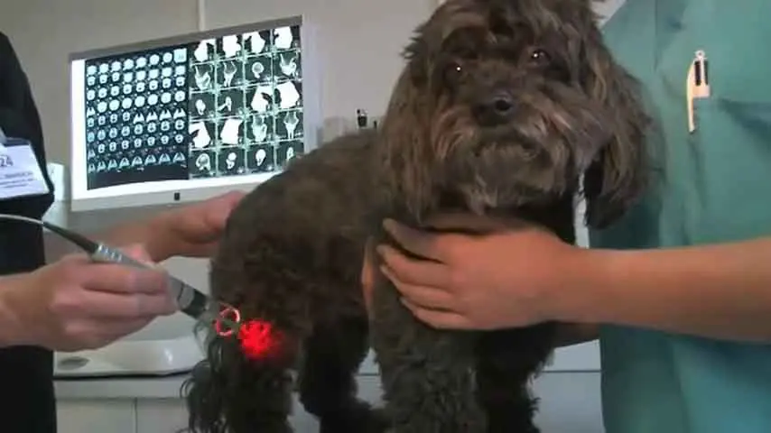 Fisioterapia láser tras cirugía de fractura de cadera en perros