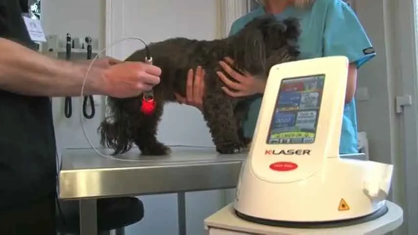 Manejo Radiográfico de la Atrofia Muscular en Perros Tras una Fractura Femoral