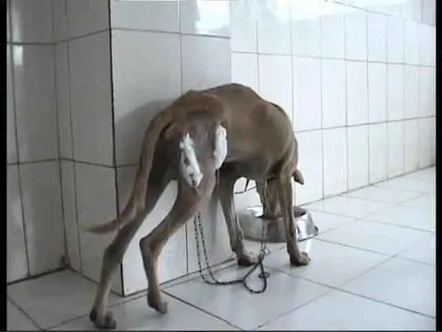 Perro con fractura de fémur
