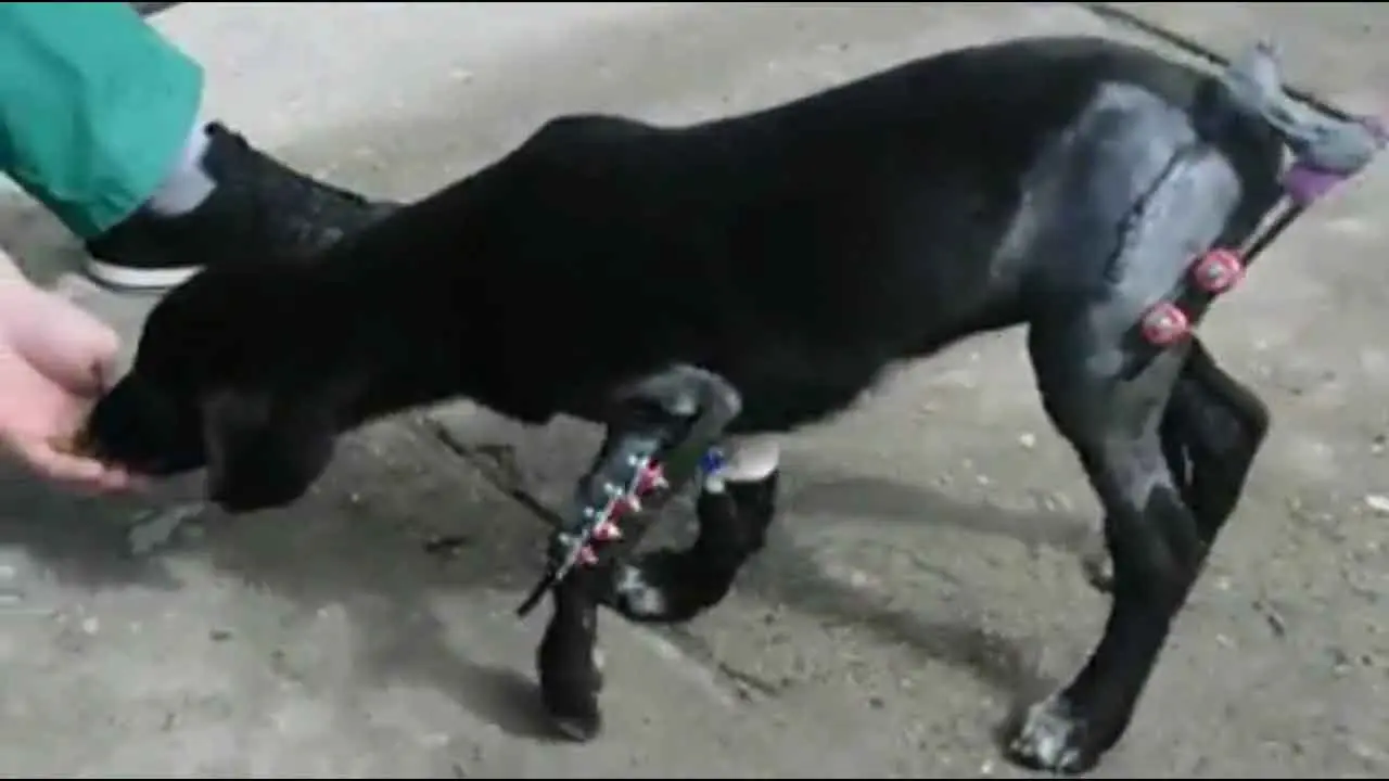 Perro con fractura femoral tratado con clavos intramedulares femorales