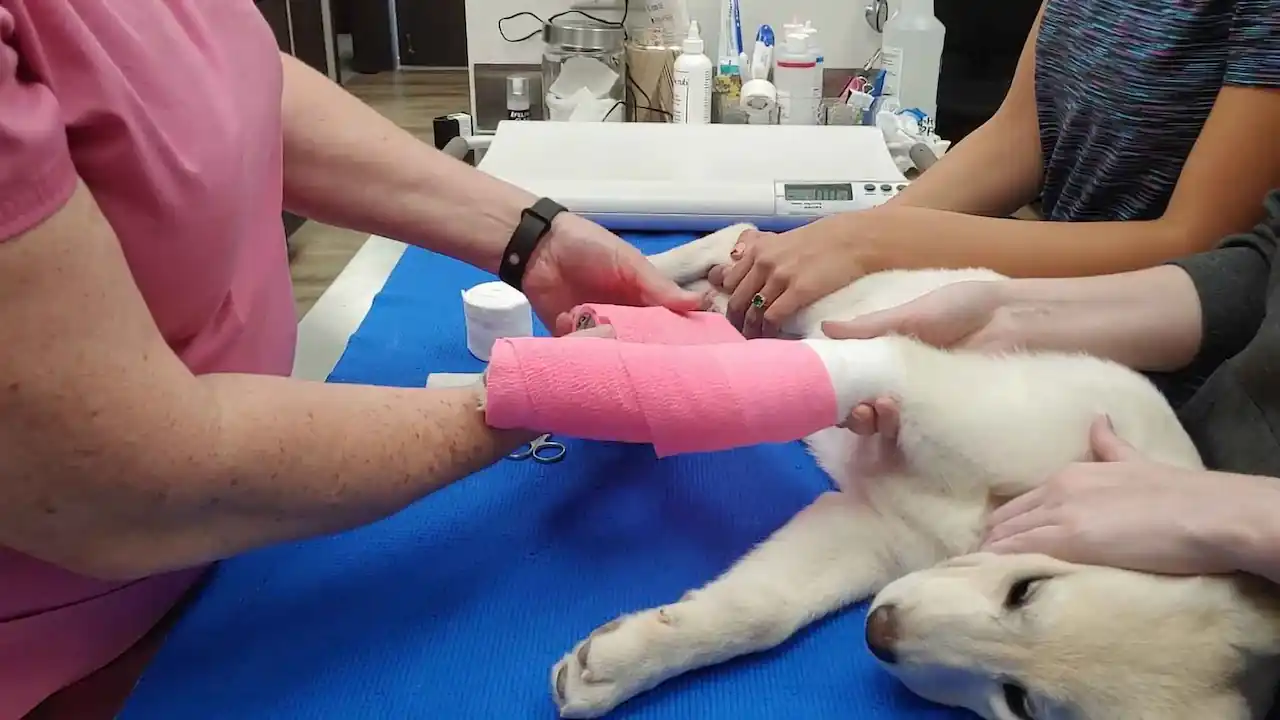 Rehabilitación Postquirúrgica para Perros con Fractura Femoral