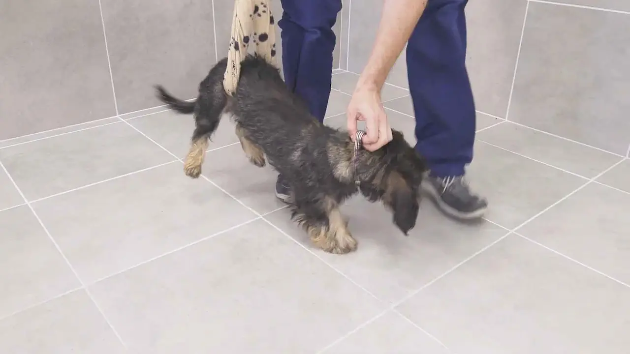 Rehabilitación física en razas pequeñas con fractura femoral posterior Rehabilitación física en razas pequeñas con fractura femoral posterior