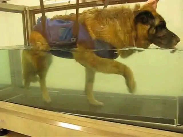 Terapia acuática después de una cirugía de fractura de cadera en perros