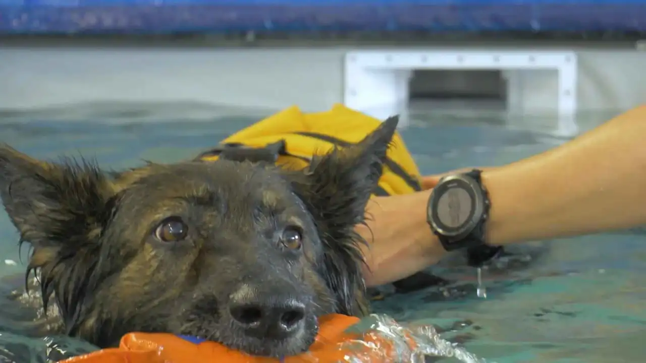 Terapia acuática para perros con fractura de fémur