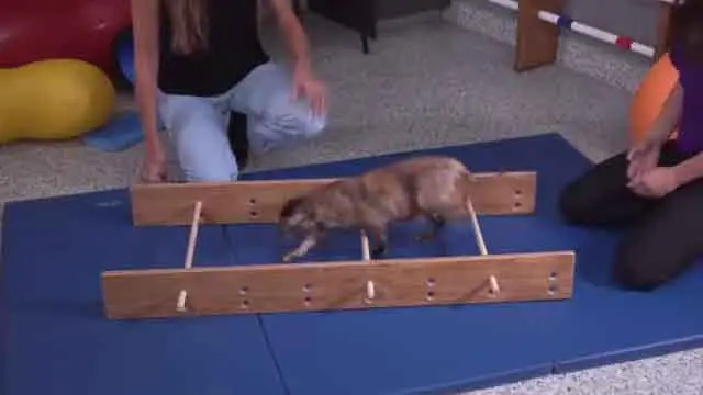 Tipos de fisioterapia para fracturas de fémur en perros