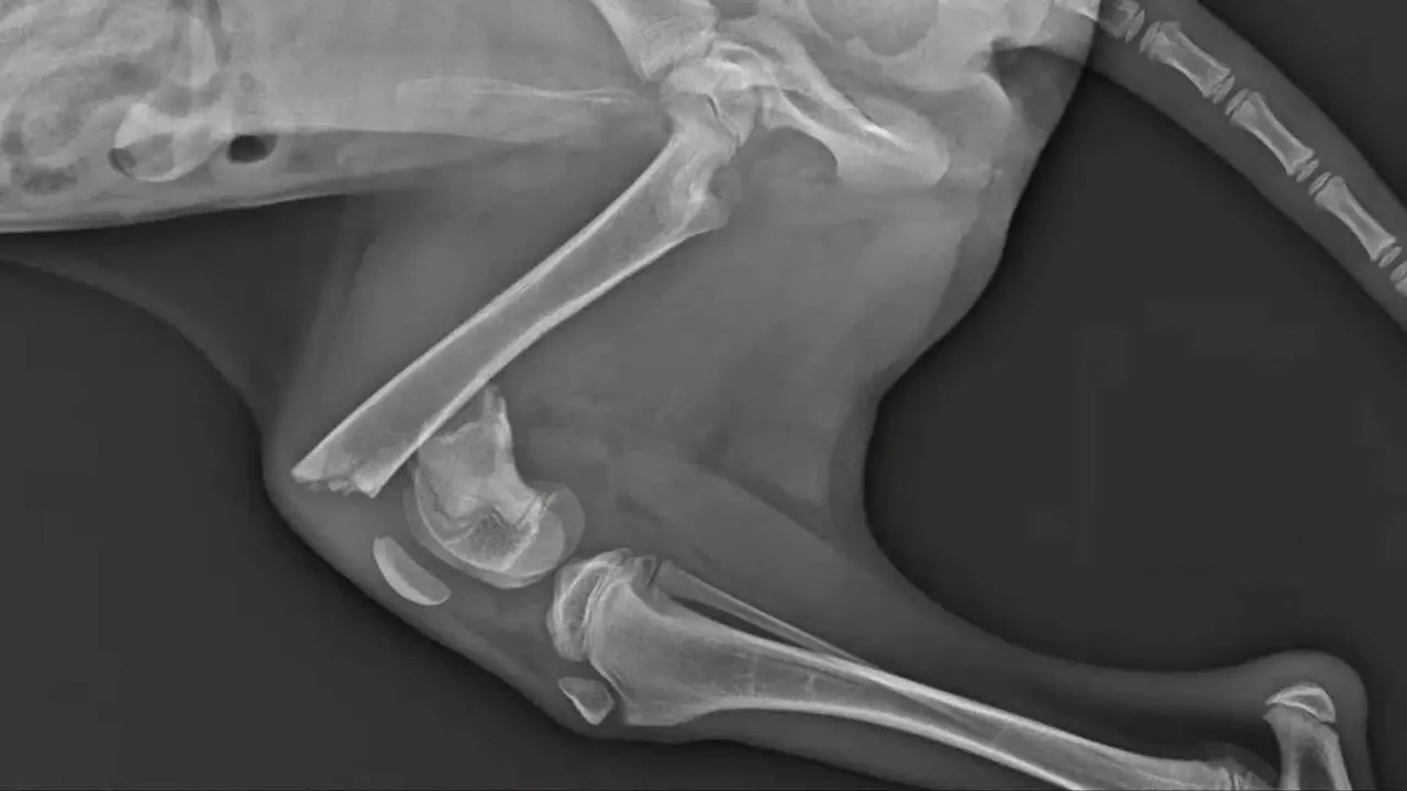 Tomografía computarizada que muestra las propiedades biomecánicas del fémur en perros jóvenes Tomografía computarizada que muestra las propiedades biomecánicas del fémur en perros jóvenes