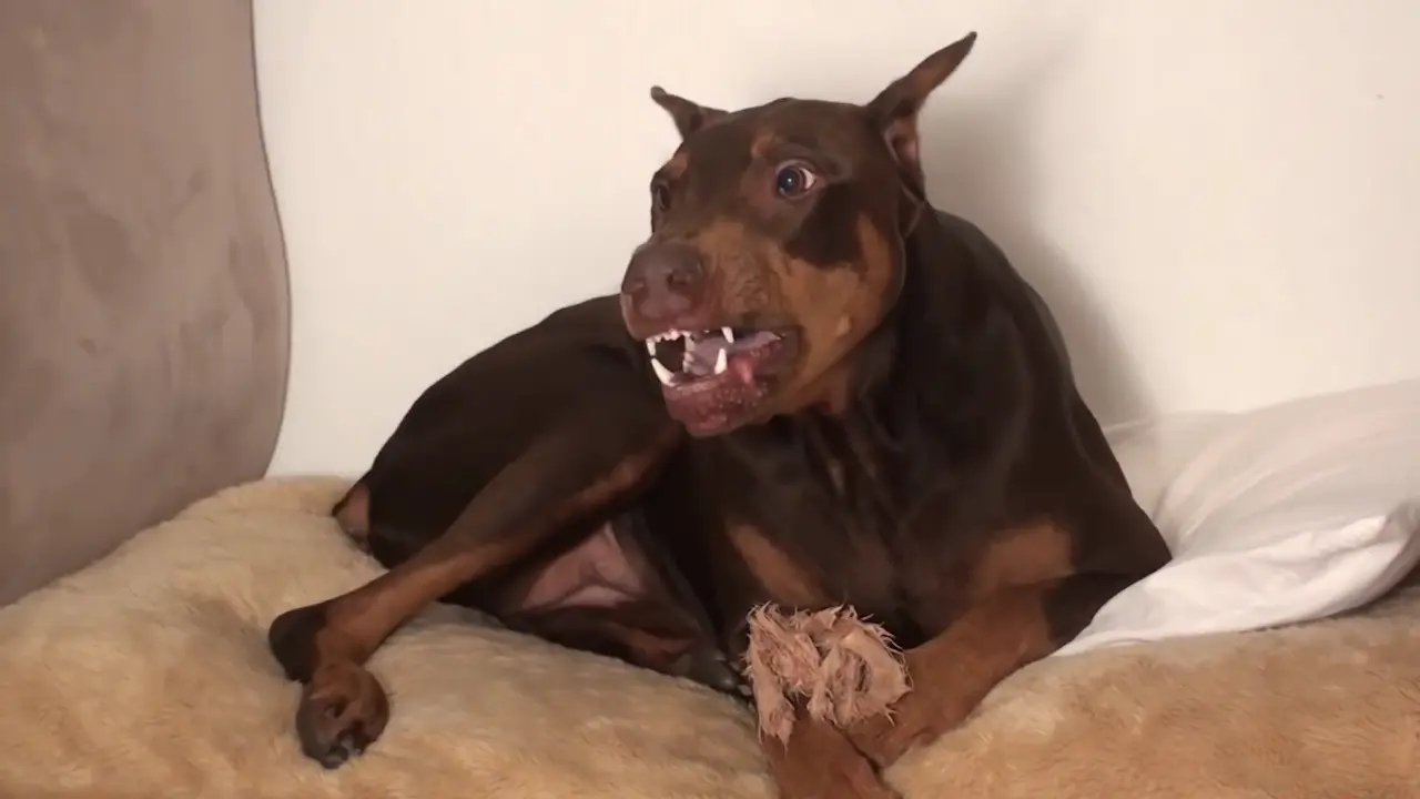 El perro feroz destruye los muebles.