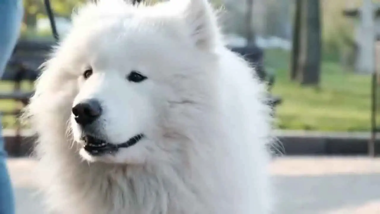Un perro blanco grande que parece un lobo.