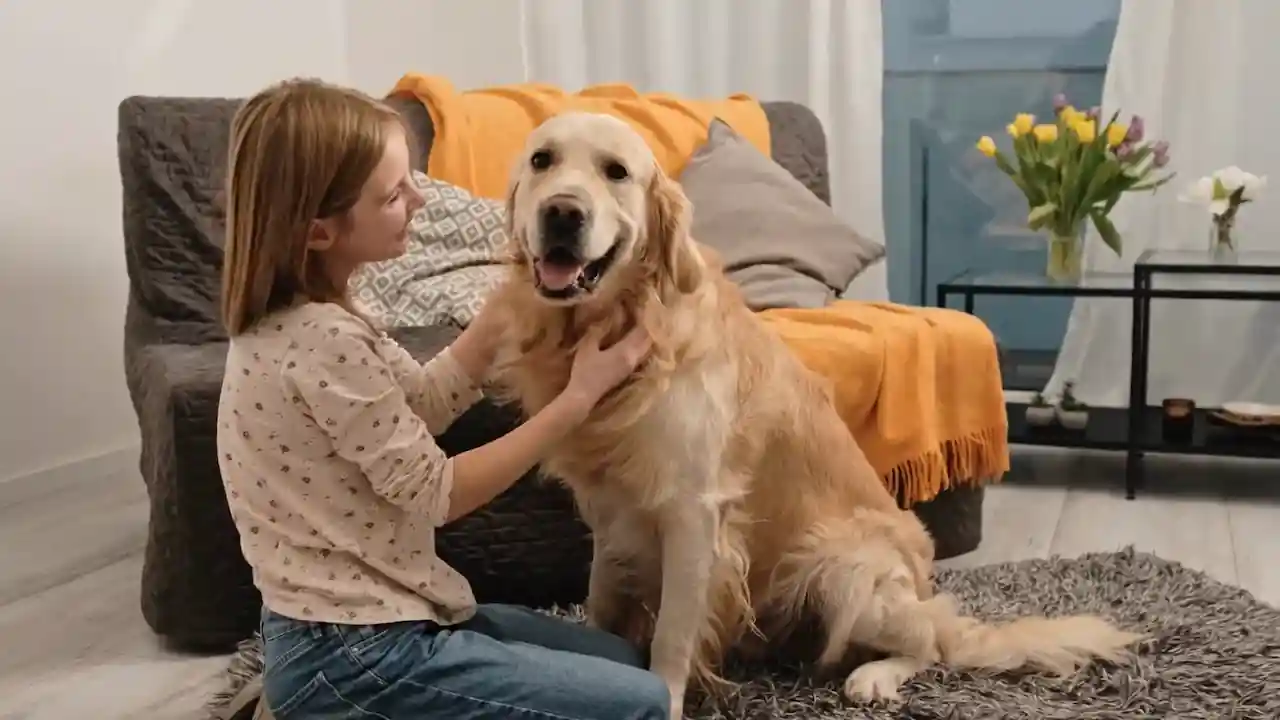 Perro grande con su dueño