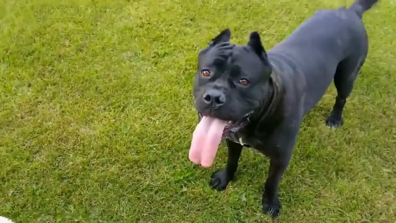 perro negro grande