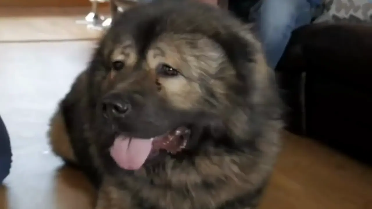 perro gris grande