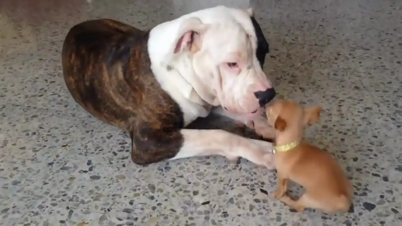 Perro grande adoptado con su cachorrito