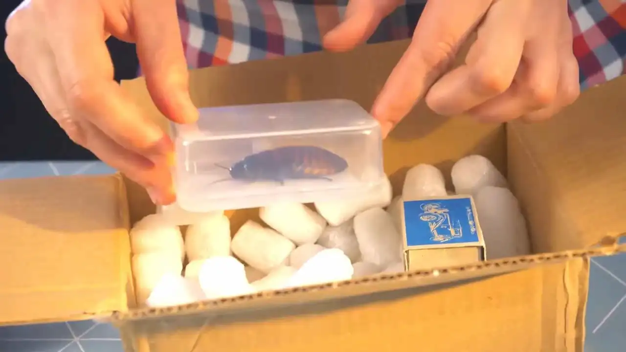 Una persona sostiene una cucaracha en una caja que ha adoptado como mascota.