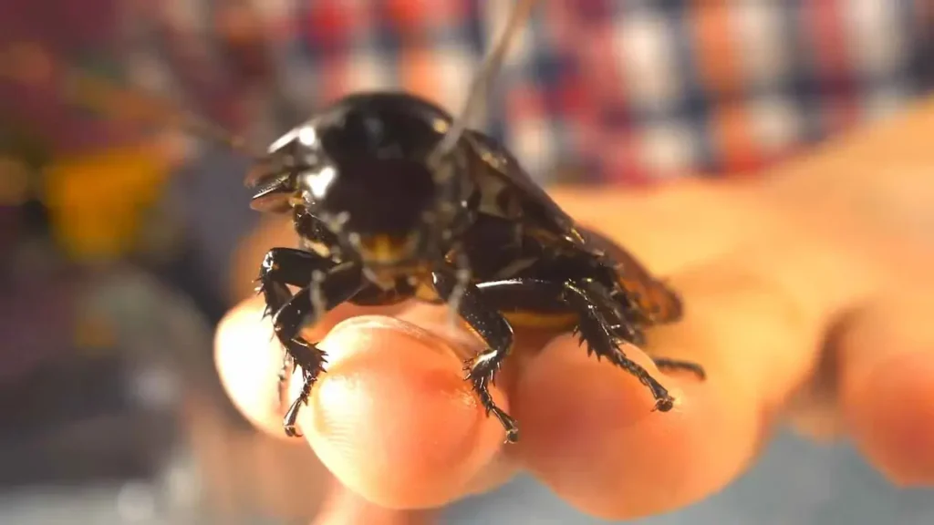 Una persona sostiene una cucaracha que ha adoptado como mascota.