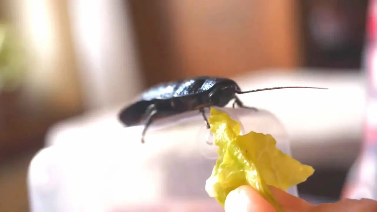 Una persona alimenta a una cucaracha que adoptó como mascota.