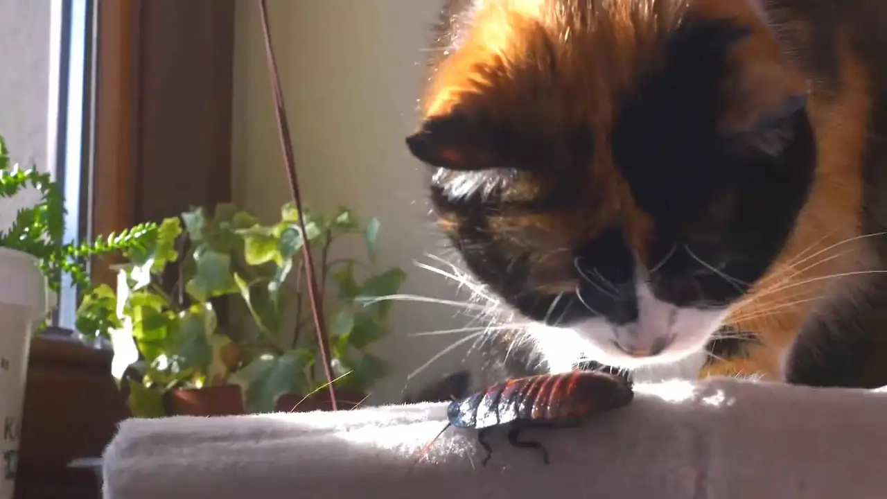 Un gato mira una cucaracha con sorpresa.