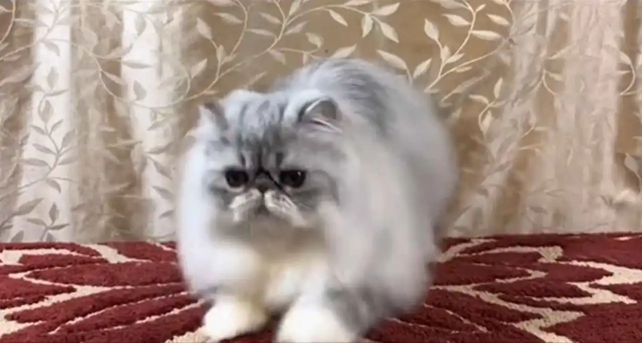 Problemas de pelo grueso en gatos persas y causas de alergias.