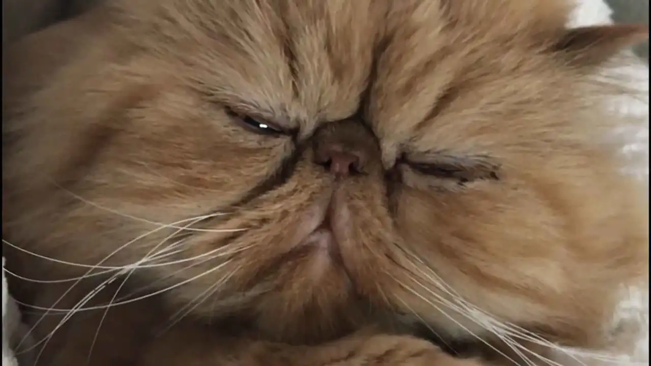 Problemas de visión y desgarro en la cara del gato persa.