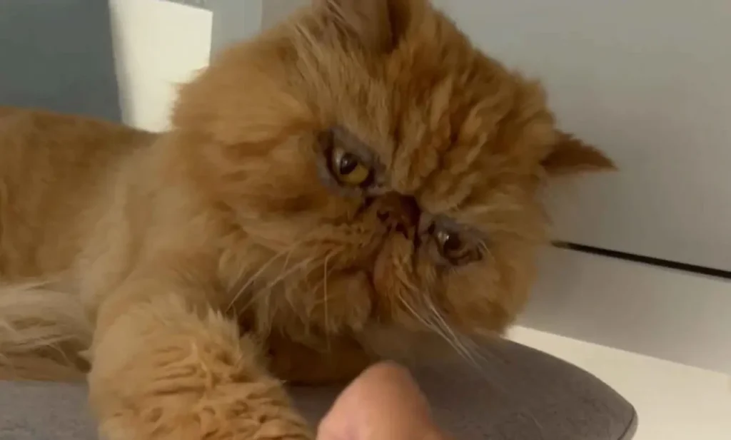 La cara del gato persa es plana y redondeada con un color amarillo oscuro.