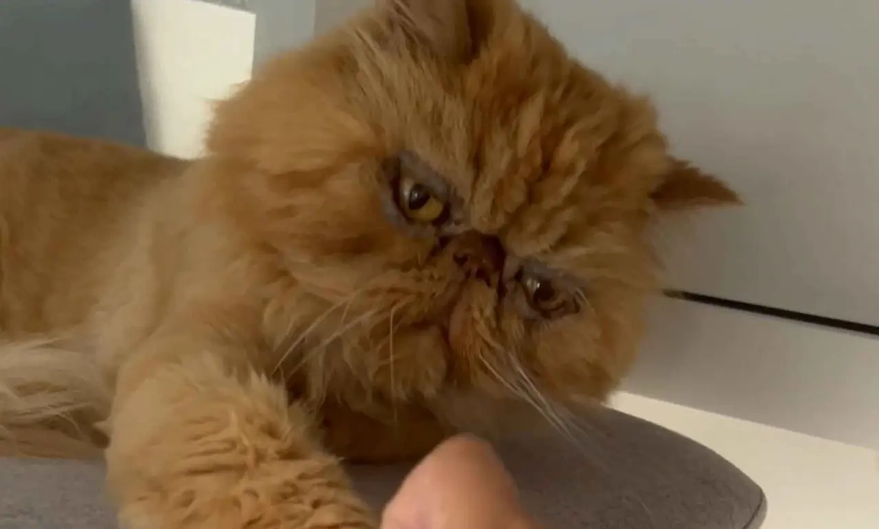 La cara del gato persa es plana y redondeada con un color amarillo oscuro.