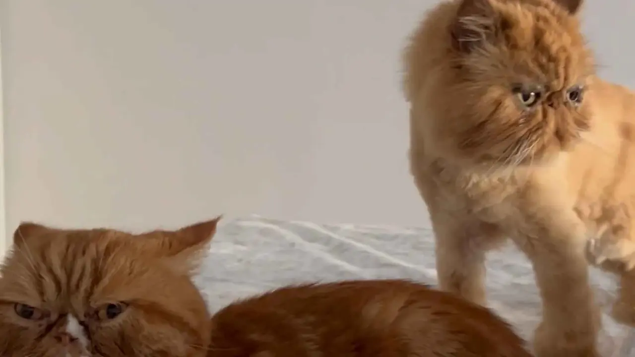 Gato persa con pelaje grueso y cara redonda y plana.